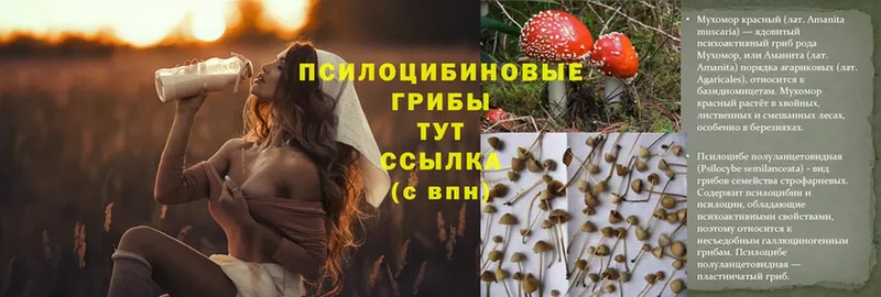 Псилоцибиновые грибы Psilocybine cubensis  shop телеграм  Кириши 